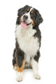 Bernese Mountain Dog White