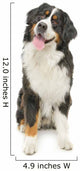 Bernese Mountain Dog White