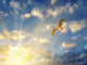 Seagull Spreading Wings Setting