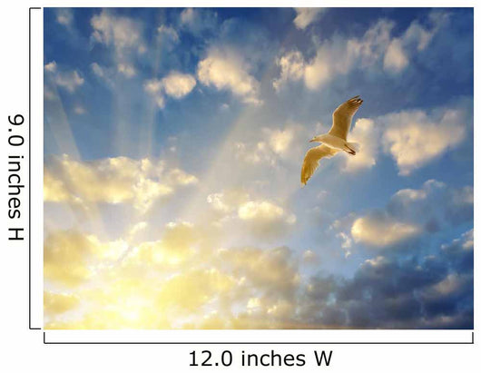Seagull Spreading Wings Setting