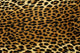Leopard Spots Wall Decal