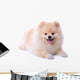 Pomeranian Puppy Dog Wall Decal