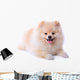 Pomeranian Puppy Dog Wall Decal