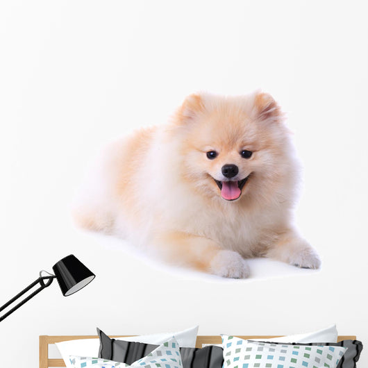Pomeranian Puppy Dog Wall Decal