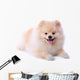 Pomeranian Puppy Dog Wall Decal