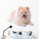 Pomeranian Puppy Dog Wall Decal