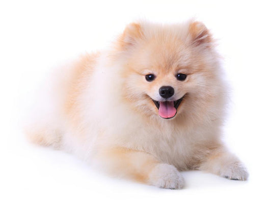 Pomeranian Puppy Dog Wall Decal