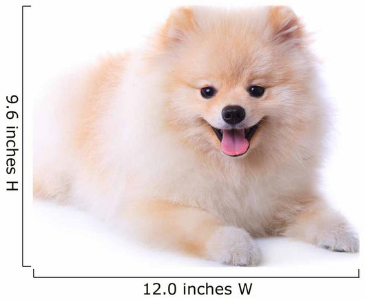 Pomeranian Puppy Dog Wall Decal