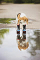 Dog Rain Boots Looks Wall Decal