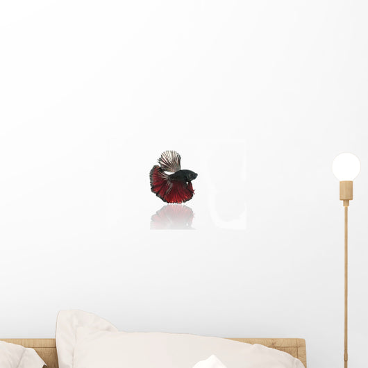 Halfmoon Betta Fighting Fish Wall Decal