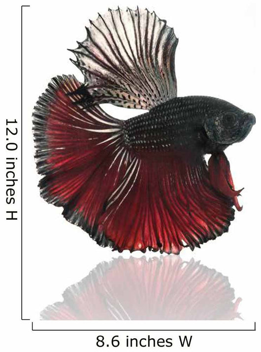 Halfmoon Betta Fighting Fish Wall Decal