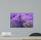 Flowers Lavender Fields
