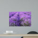 Flowers Lavender Fields