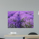Flowers Lavender Fields