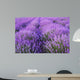 Flowers Lavender Fields