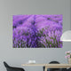 Flowers Lavender Fields