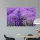 Flowers Lavender Fields