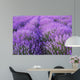 Flowers Lavender Fields