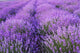 Flowers Lavender Fields