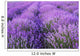 Flowers Lavender Fields