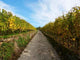 Vineyard Autumn Wall Decal