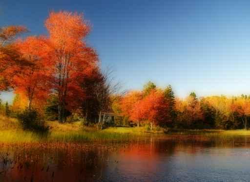 Autumn Lake Wall Decal