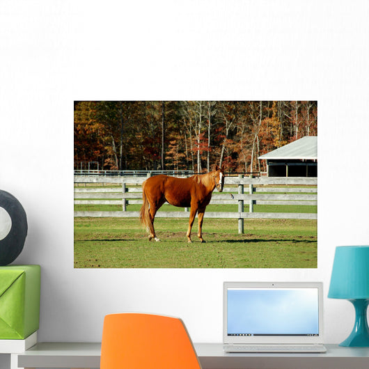 Horse Wall Mural