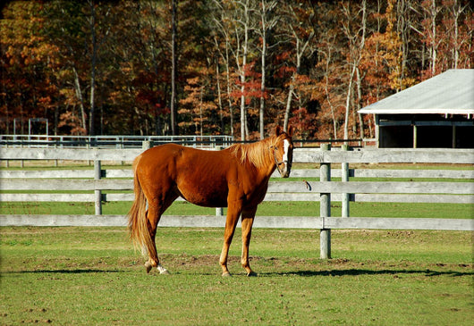 Horse Wall Mural