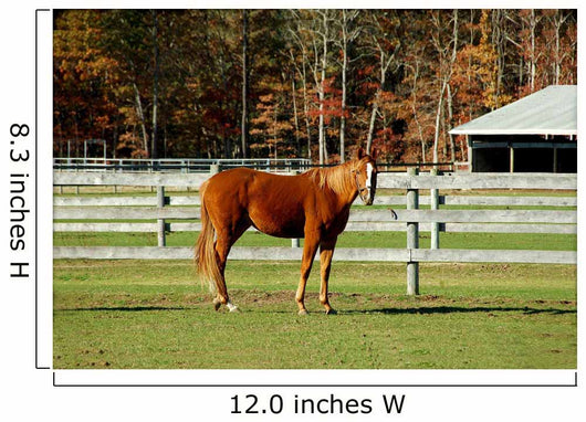 Horse Wall Mural