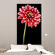 Dahlia Flower