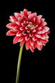 Dahlia Flower