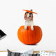 Beagle Pumpkin
