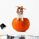Beagle Pumpkin