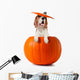 Beagle Pumpkin