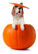 Beagle Pumpkin