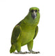 Yellow-naped Parrot (6 Years Old), Isolated on White Wall Decal