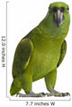 Yellow-naped Parrot (6 Years Old), Isolated on White Wall Decal