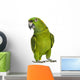 Yellow-naped Parrot 6 Years