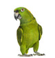 Yellow-naped Parrot 6 Years