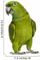 Yellow-naped Parrot 6 Years