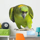 Yellow-naped Parrot 6 Years