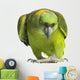 Yellow-naped Parrot 6 Years