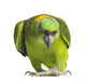 Yellow-naped Parrot 6 Years
