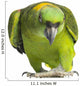 Yellow-naped Parrot 6 Years
