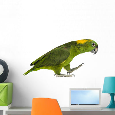 Yellow-naped Parrot 6 Years Wall Decal shown on a wall
