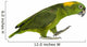 Yellow-naped Parrot (6 Years Old) Walking, Isolated on White Wall Decal