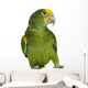 Yellow-headed Amazon 6 Months