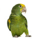 Yellow-headed Amazon 6 Months