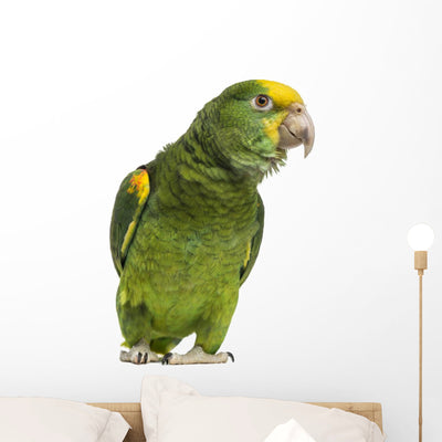 Yellow-headed Amazon 6 Months shown on a wall