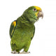 Yellow-headed Amazon 6 Months